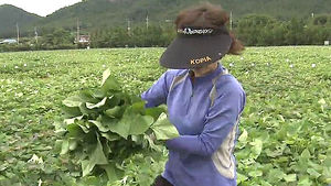 영양 보고 '고구마 잎', 식빵 변신&hellip;"식감도 최고"