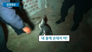 [생생영상] 한밤중 '시끌벅적'&hellip;온 동네 휩쓴 아기 펭귄