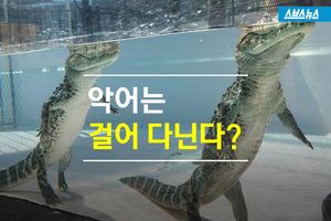 '악어는 물속에서 걸어다닌다'? 직접 확인해보니&hellip;