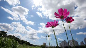 [취재파일] 가을 소나기에 낙심?&hellip;"비 한 방울도 소중해요"