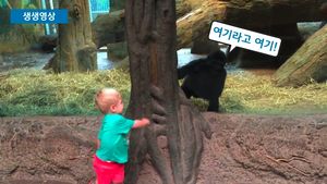 [생생영상] '아가'들은 통한다? 아기와 고릴라의 술래잡기 놀이