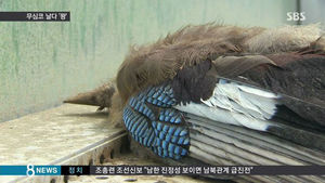 [취재파일] 투명 방음벽&middot;유리벽&hellip;새들에겐 죽음의 덫