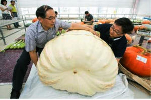 [핫포토] 전남 무안서 245kg '초대형 호박' 발견