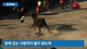 [생생영상] 위험천만 소몰이 축제&hellip;'성난 황소'에 10명 부상