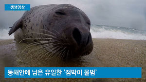 [생생영상] 이젠 1마리뿐&hellip;동해에 나타난 '점박이물범'