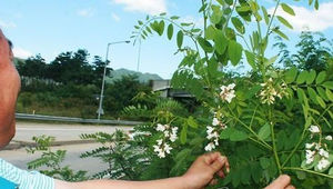 더위에 제철 잊었나&hellip;벚나무 새순돋고 아까시&middot;밤꽃 만개