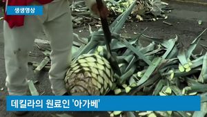 [생생영상] 데킬라 원료 '아가베' 수확&hellip;기네스 기록 세워