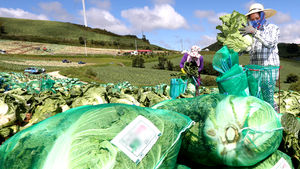 [슬라이드 포토] 속 '꽉' 찬 고랭지배추&hellip;가을 내음 '물씬'