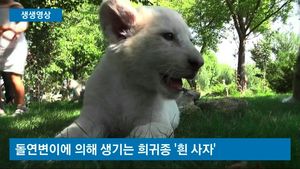 [생생영상] 멸종 위기 아기 '흰 사자'와 '시베리아 호랑이'의 SOS
