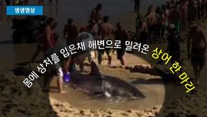 [생생영상] 해변으로 밀려온 상어&hellip;바닷길 열어 구출 '뭉클'