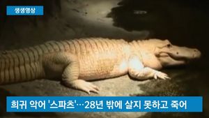 [생생영상] 희귀 '흰색 악어' 죽어..네티즌 애도