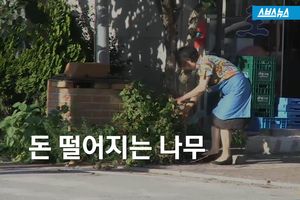 매일 50원씩 떨어지는 나무?&hellip;훈훈한 '감나무 미스터리'