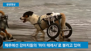 [생생영상] 유기견에 새 삶 선물한 여성&hellip;犬계의 '마더 테레사'