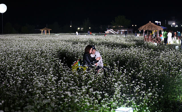 메인이미지  5 : 12일 가산 이효석의 단편소설 '메밀꽃 필 무렵'의 무대인 강원 평창군 봉평면 일원에 메밀꽃이 소금을 뿌려 놓은 듯 하얗게 피어 가을의 낭만을 선사하고 있다.
 이효석(1907∼1942년)의 문학세계를 기리는 '제17회 평창 효석문화제'는 13일까지 열린다. 