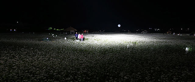 메인이미지  4 : 12일 가산 이효석의 단편소설 '메밀꽃 필 무렵'의 무대인 강원 평창군 봉평면 일원에 메밀꽃이 소금을 뿌려 놓은 듯 하얗게 피어 가을의 낭만을 선사하고 있다.
 이효석(1907∼1942년)의 문학세계를 기리는 '제17회 평창 효석문화제'는 13일까지 열린다. 