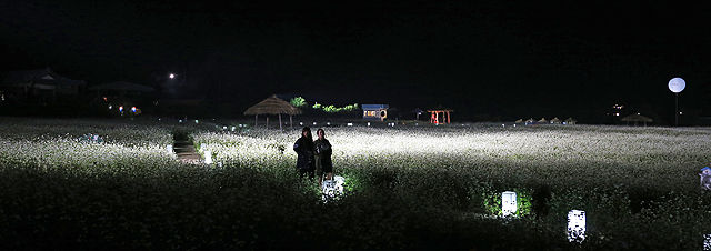 메인이미지  1 : 12일 가산 이효석의 단편소설 '메밀꽃 필 무렵'의 무대인 강원 평창군 봉평면 일원에 메밀꽃이 소금을 뿌려 놓은 듯 하얗게 피어 가을의 낭만을 선사하고 있다.
 이효석(1907∼1942년)의 문학세계를 기리는 '제17회 평창 효석문화제'는 13일까지 열린다. 