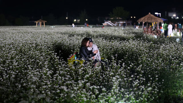 메인이미지  4 : 12일 가산 이효석의 단편소설 '메밀꽃 필 무렵'의 무대인 강원 평창군 봉평면 일원에 메밀꽃이 소금을 뿌려 놓은 듯 하얗게 피어 가을의 낭만을 선사하고 있다.

   이효석(1907∼1942년)의 문학세계를 기리는 '제17회 평창 효석문화제'는 13일까지 열린다. 