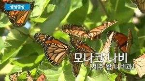 [생생영상] 나무 위에 사뿐, 꽃처럼 핀 '모나크 나비'