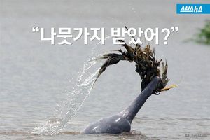 똑똑한 돌고래, 나뭇가지로 암컷에 '사랑 고백'