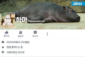 총알도 못 뚫는 강철 피부&hellip;하마의 '반전 정체'
