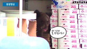 [생생영상] '우당탕&sim;' 호텔과 피자가게 침입한 사슴과 아기 곰