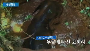 [생생영상] '코끼리가 우물에 빠진 날'&hellip;구출은 했지만 '착잡'