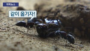 [자막뉴스] 죽은 동료 옮기는 개미&hellip;'1억 년 진화'가 주는 교훈