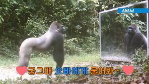 동물들에게 거울 보여줬더니&hellip;폭소 만발