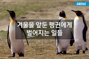 숭숭 빠진 털&hellip;겨울 앞둔 펭귄이 수상하다?