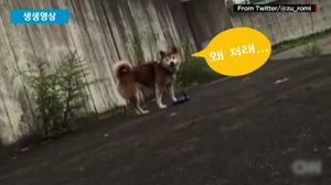 [생생영상] '강아지 애정 테스트' 주인이 갑자기 쓰러진다면?