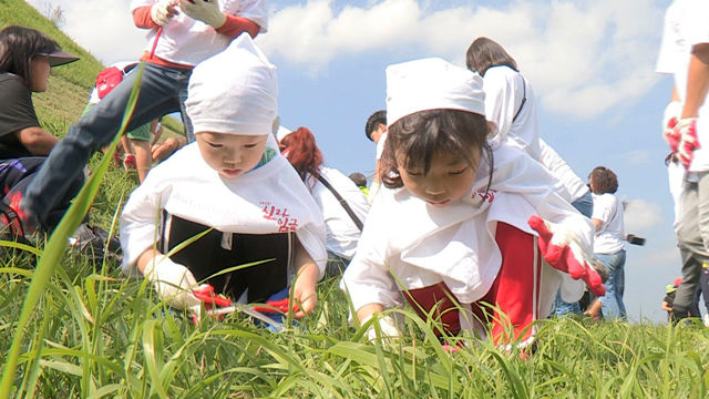 메인이미지  3 : 19일 오후 경북 경주시 대릉원에서 어린이들이 벌초를 하고 있다. 이날 경주 대릉원에선 벌초 행사인 '제1회 임금님 이발하는 날'이 열렸다. (경주=연합)