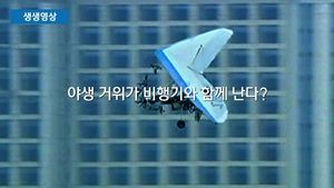 [생생영상] 비행기와 함께 나는 야생거위들 '아름다운 비행'