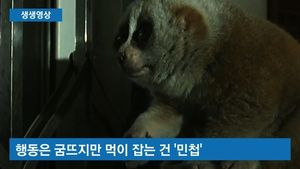 [생생영상] 판다보다 귀한 '늘보 원숭이'