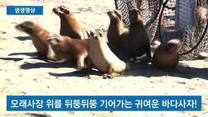 [생생영상] ‘집에 갈 시간이야!’ 바다로 돌아가는 바다사자 7마리