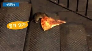 [생생영상] '오늘 저녁은 피자다!' 美, ‘피자 옮기는 쥐’ 영상 화제