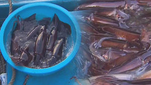 '반갑다 오징어야'&hellip;동해안 풍어로 활기