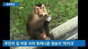 [생생영상] 집 탈출한 원숭이&hellip;美 주택가 한바탕 소동
