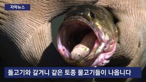 [자막뉴스] 어른 팔뚝만 한 '배스'&hellip;입 안서 나온 '토종 물고기'