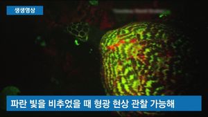 [생생영상] 깜깜한 바닷속 '반짝'&hellip;세계 최초 ‘형광 거북이’ 포착