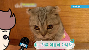 "휴가? 개나 줘버려"&hellip;'극한직업' 집고양이