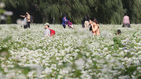 섬네일이미지  5:4일 오후 서울 반포한강공원 서래섬에서 열린 '2015 메밀꽃 축제'를 찾은 시민들이 꽃밭을 걷고 있다. (서울=연합)