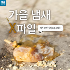 [카드뉴스] 잘못 밟으면 악취&hellip;가로수에 은행나무 많은 이유?
