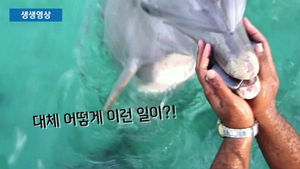 [생생영상] 물속에 떨어뜨린 핸드폰 찾아준 돌고래&hellip;놀라운 광경