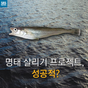 [카드뉴스] 명태 살리기 프로젝트, 성공적?
