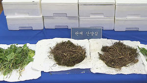 인삼 8천 뿌리 산양삼으로 속여 폭리 챙긴 업자