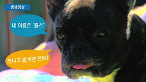 [생생영상] 가정집 들어온 야생곰, 불독 공격에 '줄행랑'