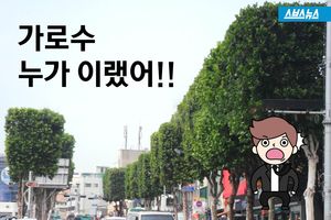 자로 잰 듯 네모난 가로수 '줄줄이'&hellip;인터넷 '후끈'