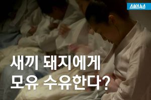 새끼 돼지에게 모유 수유?&hellip;드라마 속 장면의 진실은