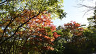 섬네일이미지  4:9일 본격적인 가을을 맞아 지리산 노고단 정상이 울긋불긋 물들기 시작했다. 아직 산아래는 짙은 초록빛으로 가득하지만 노고단에서 삼도봉으로 이어지는 정상부에는 제법 단풍이 들어 있다. 기상청에 따르면 올해 지리산의 단풍 절정시기는 10월 말이 될 것으로 보인다. (연합뉴스)