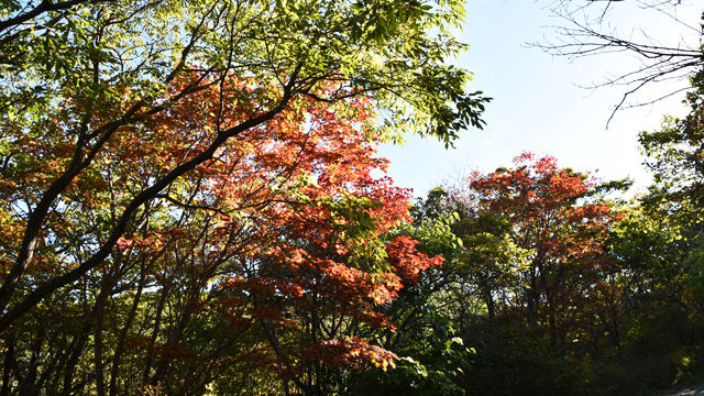 메인이미지  4 : 9일 본격적인 가을을 맞아 지리산 노고단 정상이 울긋불긋 물들기 시작했다. 아직 산아래는 짙은 초록빛으로 가득하지만 노고단에서 삼도봉으로 이어지는 정상부에는 제법 단풍이 들어 있다. 기상청에 따르면 올해 지리산의 단풍 절정시기는 10월 말이 될 것으로 보인다. (연합뉴스)